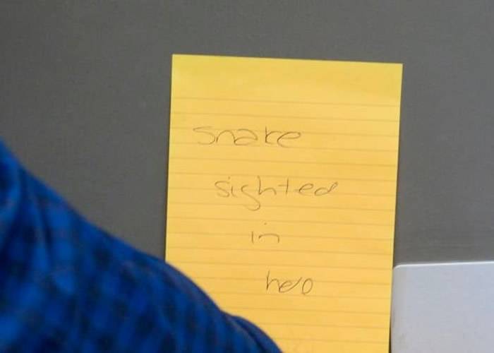 澳洲报馆《谢泼顿新闻》出现毒蛇一个月内两次溜进办公大楼