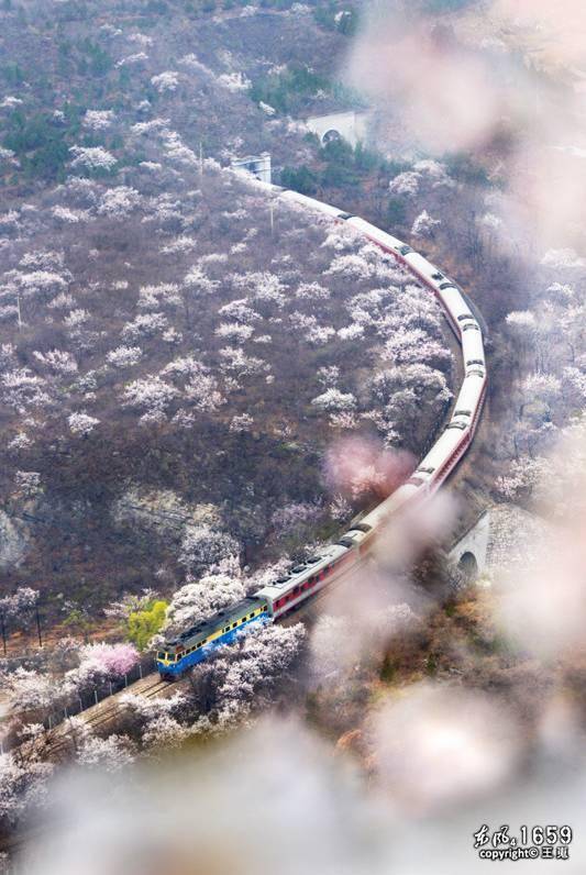 明年再约！居庸关花海栈道封闭管理