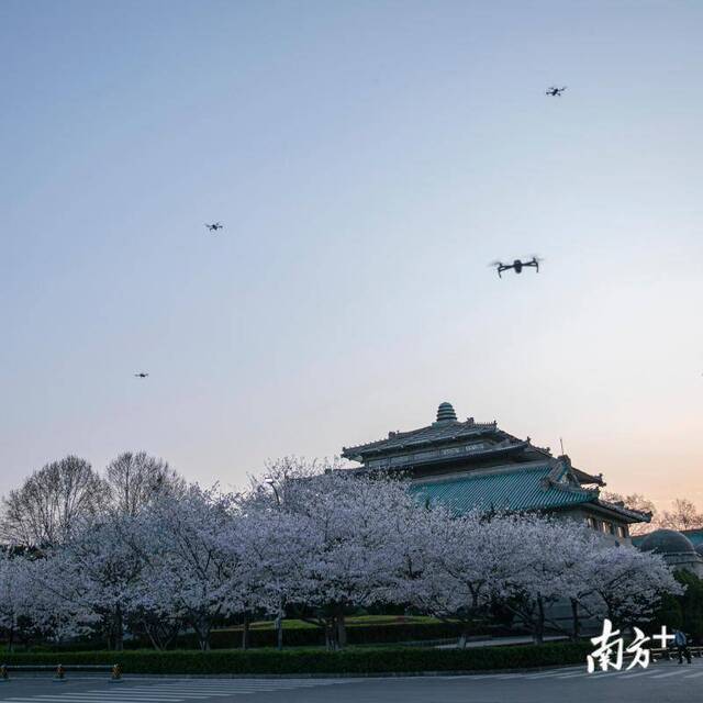 武大樱花开了！这是武汉最坚强的一个春天