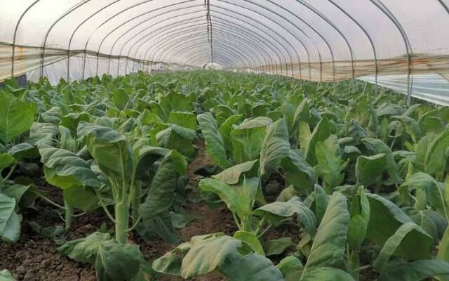 安徽桥头集镇春耕忙 有机蔬菜日产100吨供应合肥市场