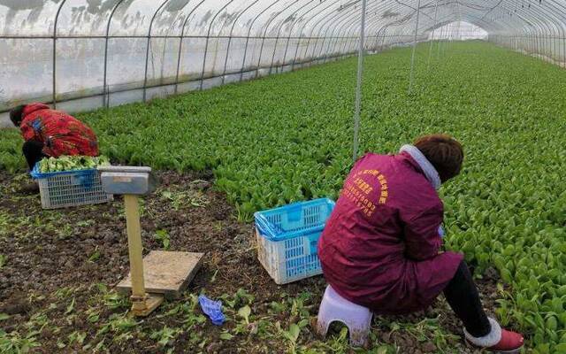 安徽桥头集镇春耕忙 有机蔬菜日产100吨供应合肥市场