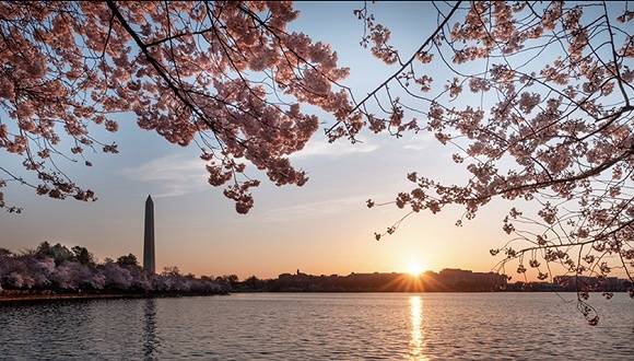 华盛顿樱花图片来源：National Cherry Blossom Festival