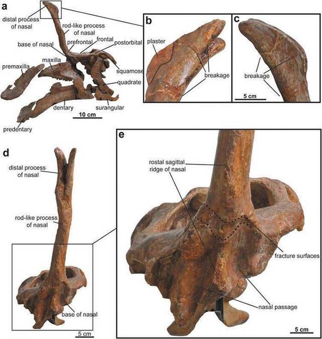 棘鼻青岛龙头骨，显示其特殊的“棘鼻”状头饰以及鼻骨根部断裂处