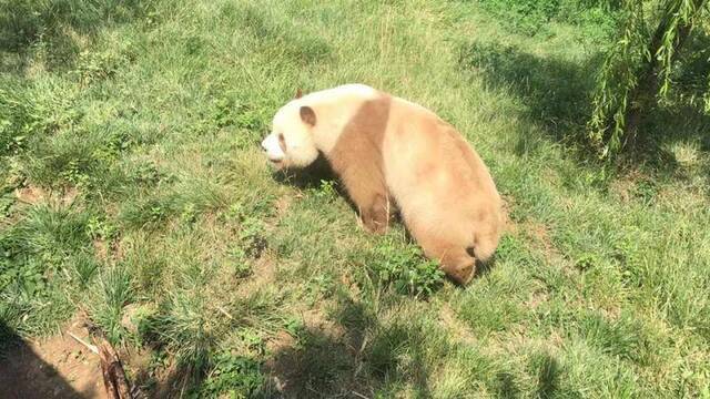全球唯一圈养棕色大熊猫“七仔” 首次成功自然交配