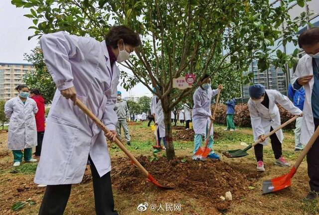 李兰娟院士在感恩林种下桂花树