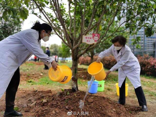 李兰娟院士在感恩林种下桂花树