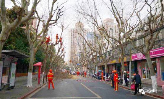 上海果毛飘絮预计提前10天 绿化部门三方面防控