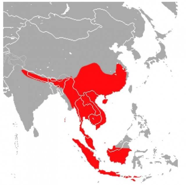 中菊头蝠（Rhinolophus affinis）的地理分布图源：https：//www.thainationalparks.com/species/rhinolophus-affinis