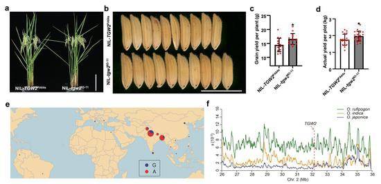 TGW2基因的93-11等位型和培矮64s等位型的植株（a）、稻谷（b）、单株产量（c）和小区产量（d）的比较。（a）标尺=20厘米；（b）标尺=1厘米。TGW2基因的93-11等位型（G）和培矮64s等位型（A）在134个aus稻中的地理分布（e）以及TGW2基因和邻近区域在普通野生稻（绿线）、籼稻（黄线）、粳稻（蓝线）中的遗传多样性（p值）分析（f）。受访者供图