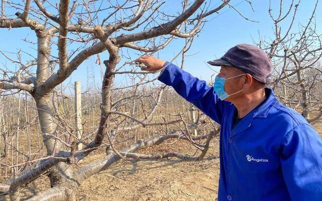 外聘专家来不了 通州西集果农自组小分队指导樱桃生产