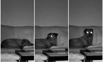 美国犹他州发生5.7级地震 视频监控拍下睡觉的狗狗在地震发生前已觉异样