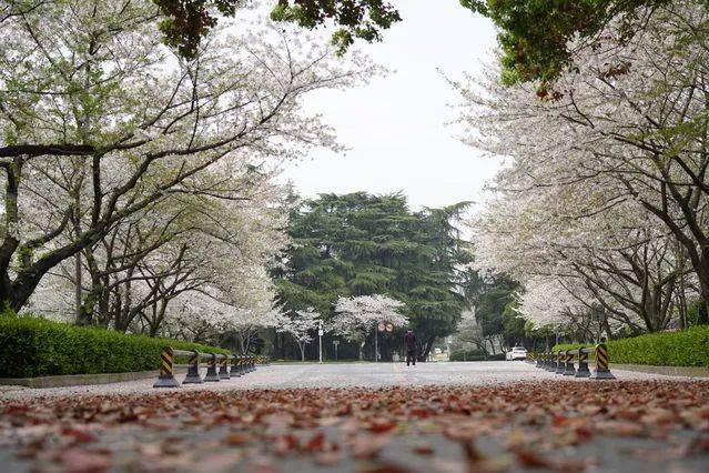 3月24日，武汉大学校园内，道路两旁的樱花盛开。中青报·中青网记者杨海/摄