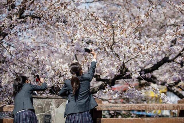 ▲日本“樱花节”往往会吸引大量游客（图据IC Photo）