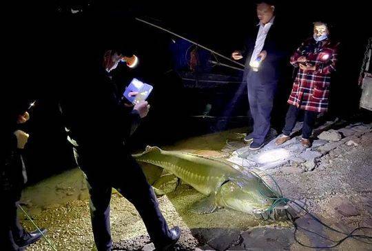 黄岩长潭水库现长约2米的奇怪大鱼 专家确认后这样说