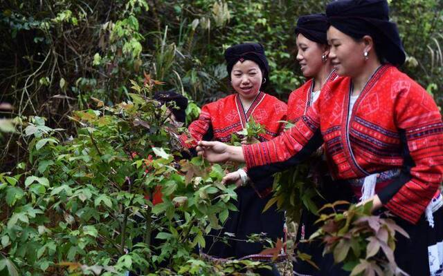 广西桂林龙胜：村民做五色糯米饭欢度“壮族三月三”