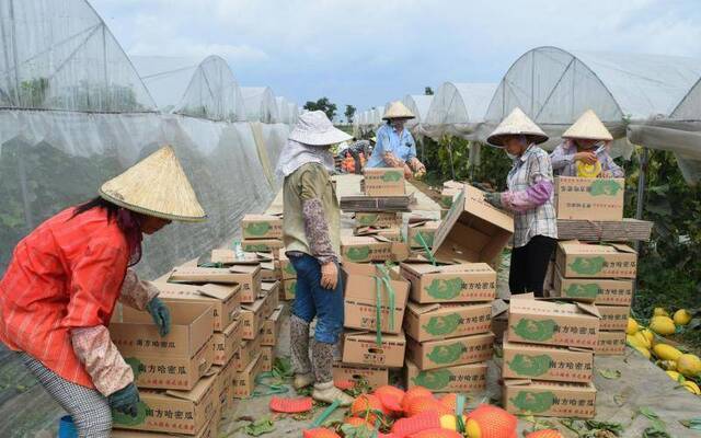 广西北海市：农户按标准建大棚 每亩奖励1万元