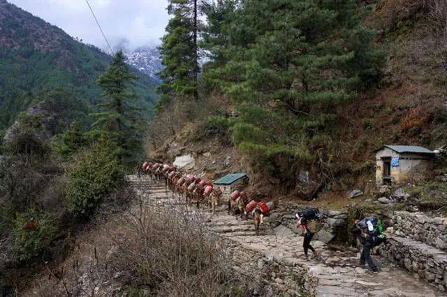 因为疫情，数百登山者被困喜马拉雅山