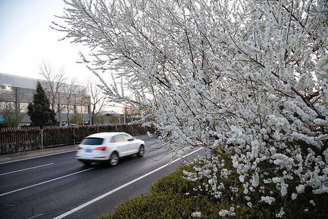 赏春  走四方赏春花 二环路旁春意浓