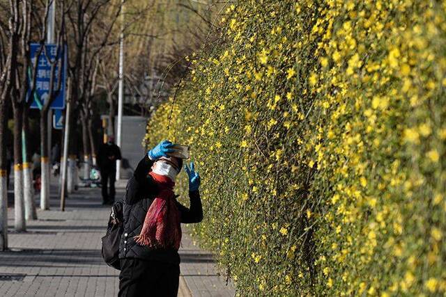 赏春  走四方赏春花 二环路旁春意浓