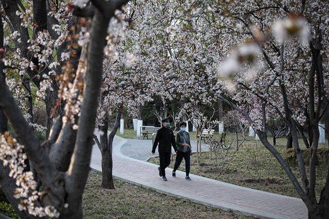 赏春  走四方赏春花 二环路旁春意浓