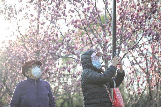 赏春  走四方赏春花 二环路旁春意浓