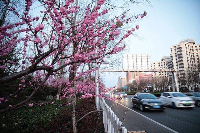 赏春  走四方赏春花 二环路旁春意浓