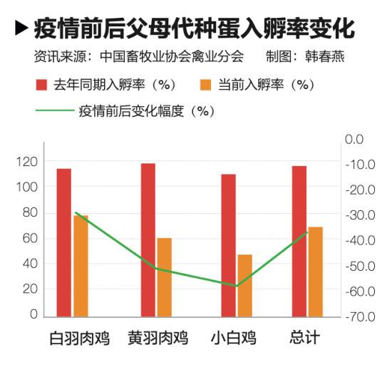 疫情“黑天鹅”袭击养鸡业:下半年的吃鸡难题