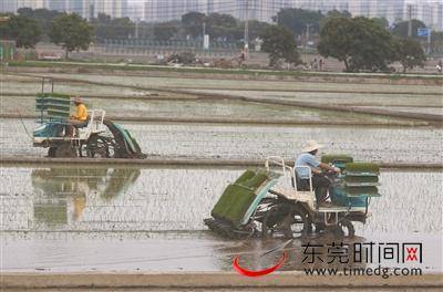 新闻莞  拍客 又到一年春耕时