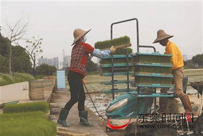 新闻莞  拍客 又到一年春耕时