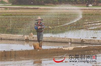 新闻莞  拍客 又到一年春耕时