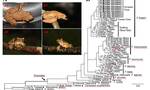 中科院科研人员发现3种缅甸两栖类新纪录：布氏泛树蛙、印度棱鼻树蛙和景东齿蟾
