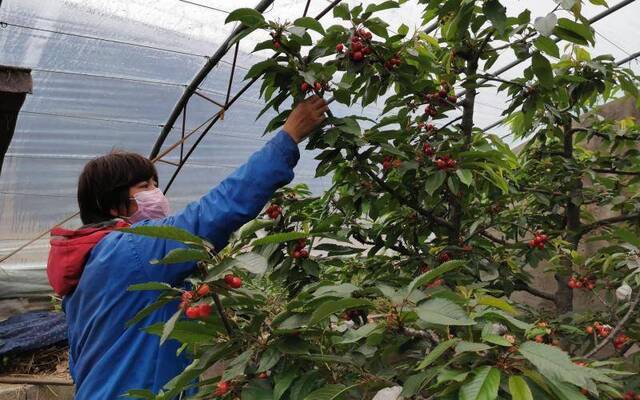 北京“樱桃之乡” 通州西集红彤彤的樱桃提早成熟了