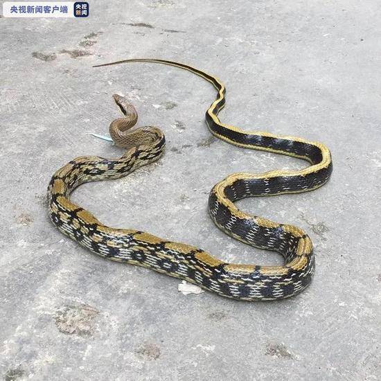 广西贺州城区现两米长蛇 消防人员快速抓捕(图)