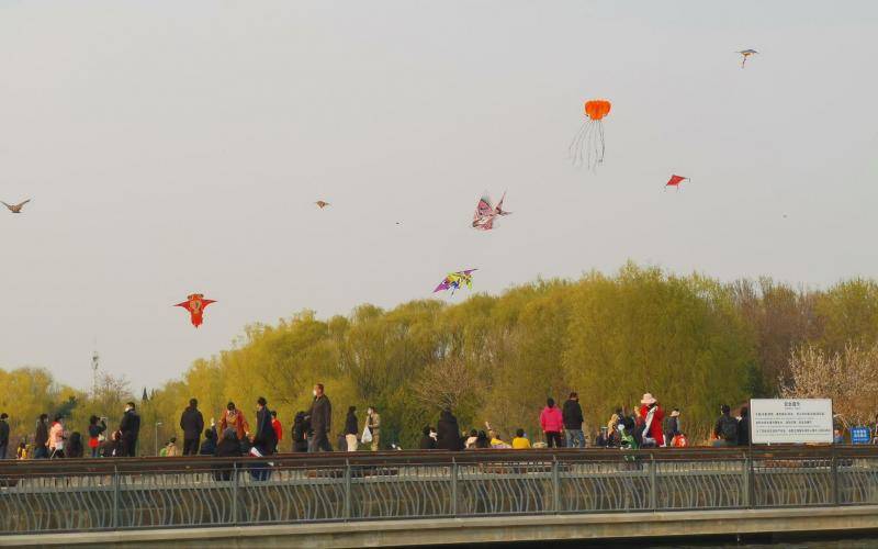 春暖花开的季节 奥林匹克公园天空中“筝”奇斗艳