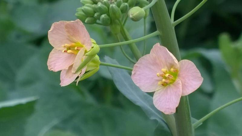 江西农业大学培育出彩色油菜花，已进入示范推广阶段