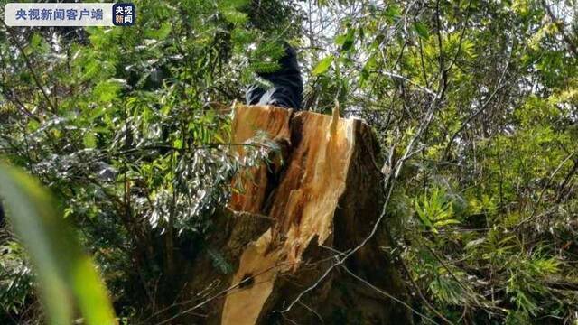 云南维西5人砍伐国家重点保护植物香榧被抓获