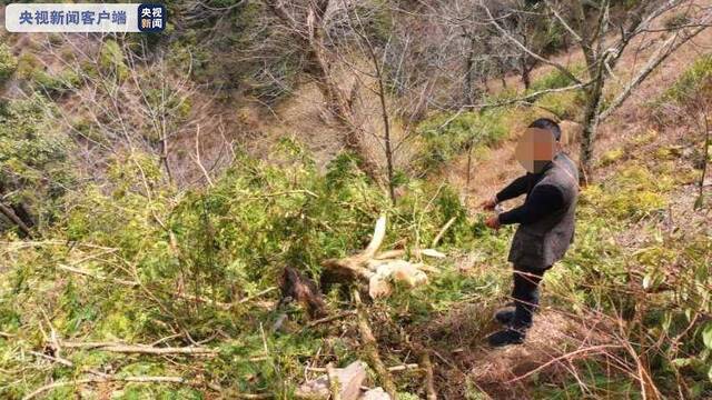 云南维西5人砍伐国家重点保护植物香榧被抓获