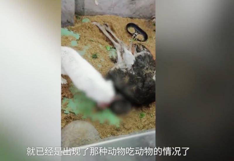 长沙一室内动物园被曝出现动物死亡。爆料视频截图
