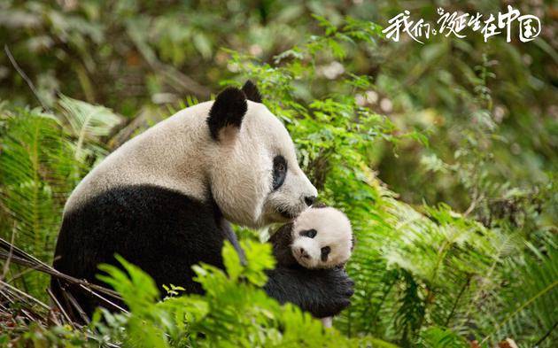 《我们诞生在中国》剧照