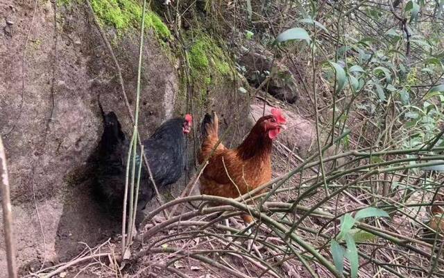 湖南芷江山鸡滞销 扶贫企业将全县11万只鸡包圆