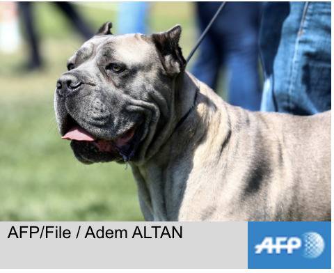 美国警察逼停超速肇事车后 发现驾驶座上是只比特犬