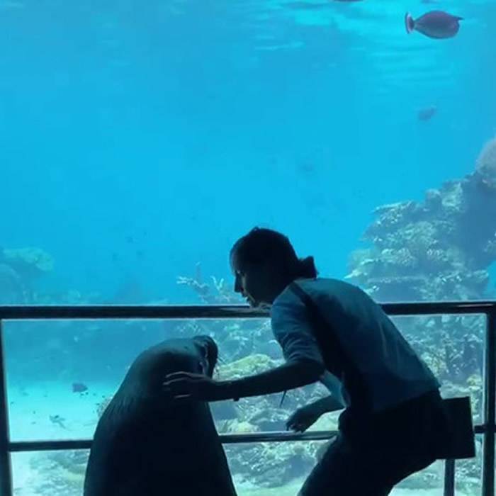 澳洲海洋世界水族馆疫情关闭海狮趁机出笼拜访热带鱼、魟鱼和其他水族馆“同事”