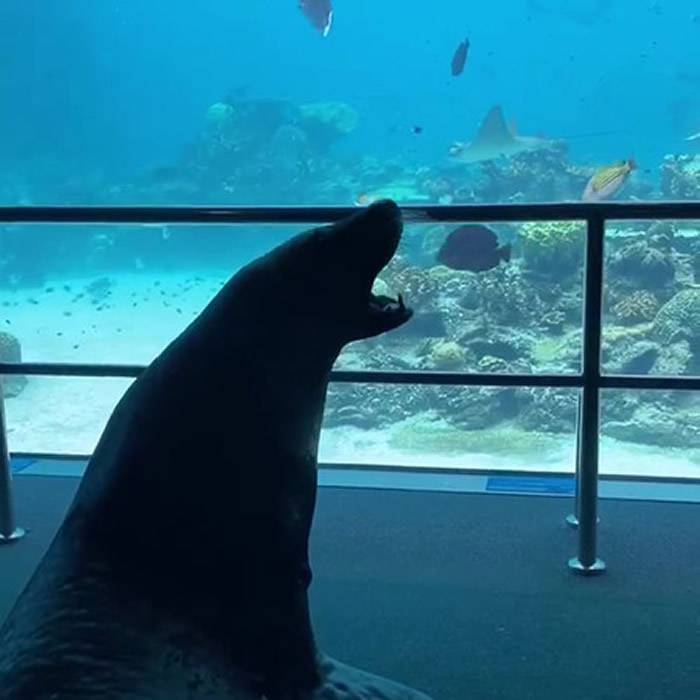 澳洲海洋世界水族馆疫情关闭海狮趁机出笼拜访热带鱼、魟鱼和其他水族馆“同事”