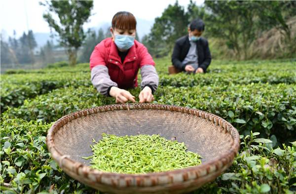 快下单，湖北最好的“春茶”上市了！