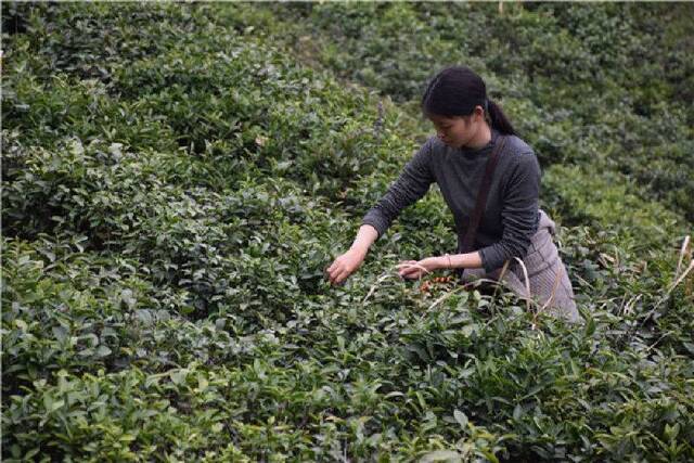 快下单，湖北最好的“春茶”上市了！