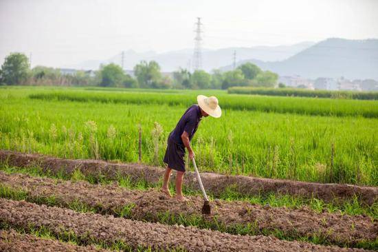 多国禁止粮食出口，中国会不会出现“粮荒”？