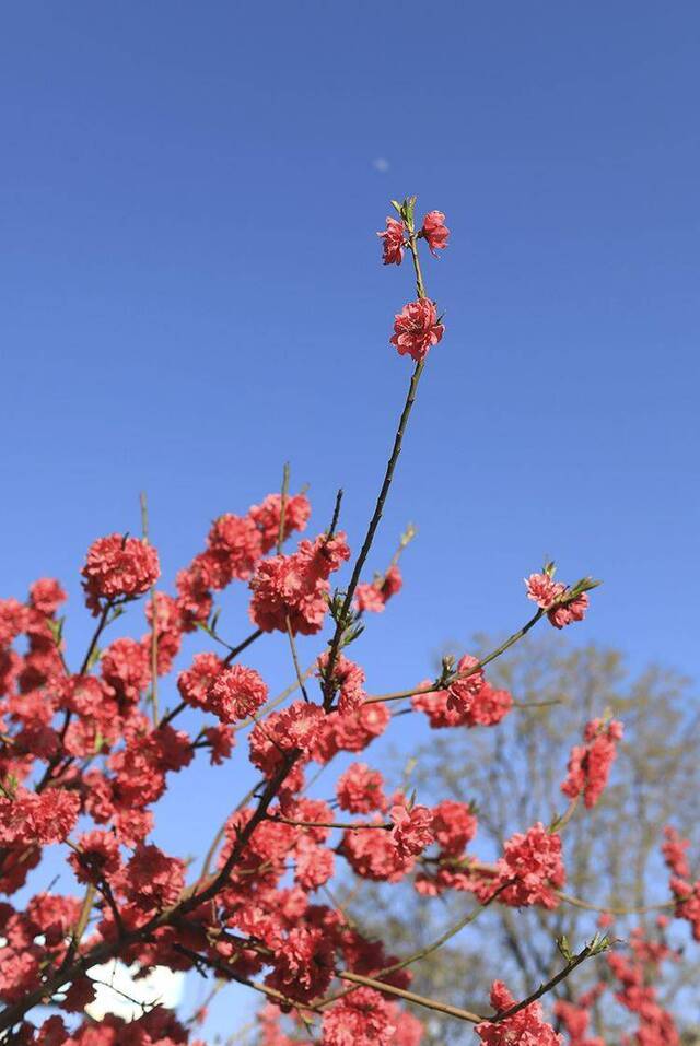 北京再现“水晶蓝” 明日最高温达24℃