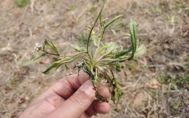 春天到了 该怎样正确地吃野菜？