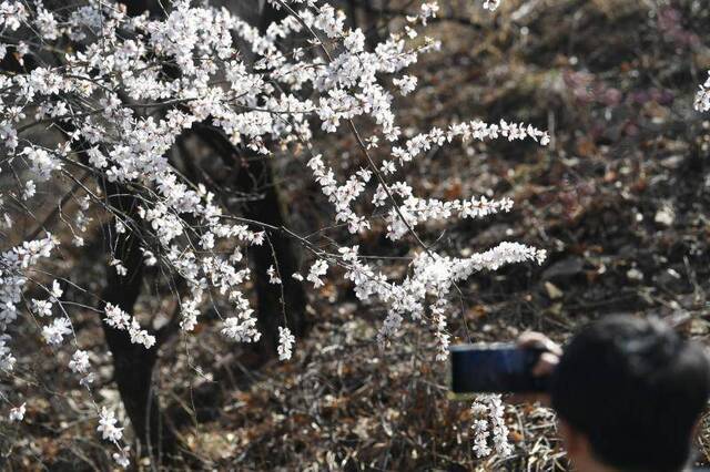 昌平山路进入野花盛开季