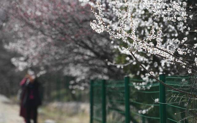 昌平山路进入野花盛开季